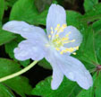 Anemone nemerosa 'Allenii'