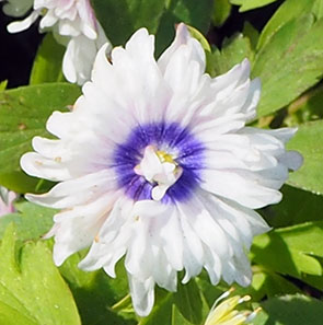 Anemone nemrosa 'Blue Eyes'