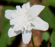 Anemone nemerosa 'Kath Dryden'