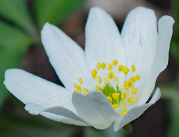 Anemone nemerosa 'Lychette'