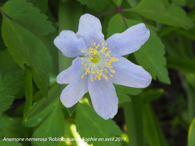 Anemone nemerosa 'Robinsoniana'