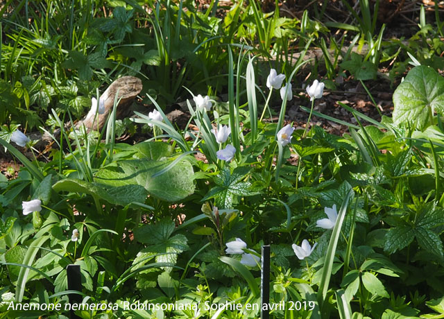 Anemone nemerosa 'Robinsoniana'