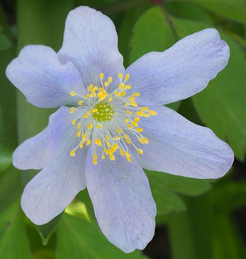 Anemone nemerosa 'Robinsoniana'