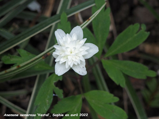 Anemone nemerosa 'Vestal'