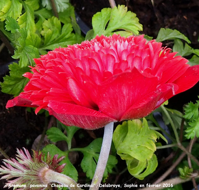 Anemone pavonina 'Cgapeau de Cardinal'