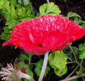 Anemone pavonina 'Chapeau de cardinal'