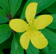 Anemone ranunculoides