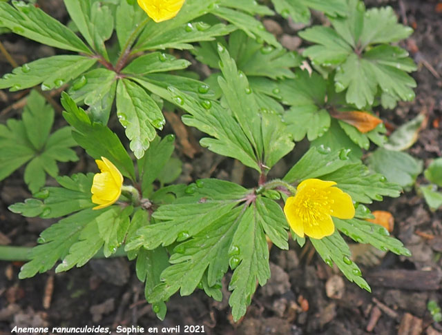 Anemone ranunculoides