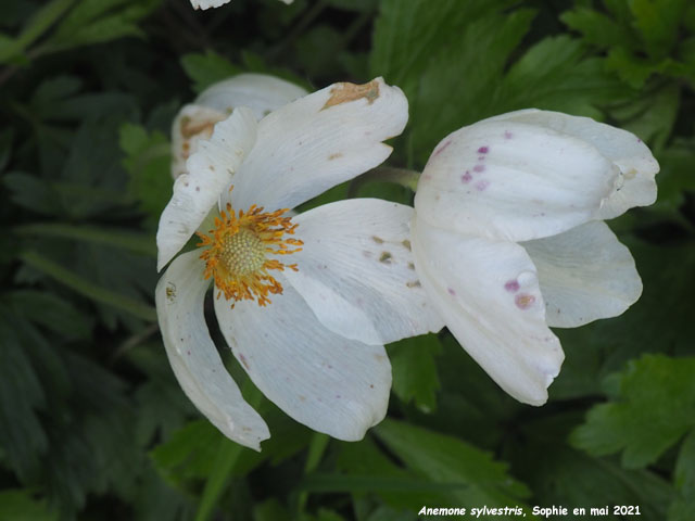 Anemone sylvestris