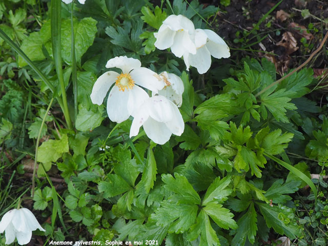 Anemone sylvestris