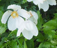 Anemone sylvestris