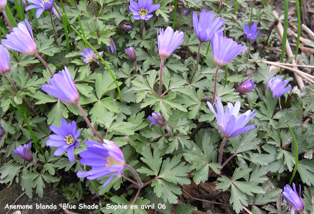 Anemone blanda 'Blue Shade'