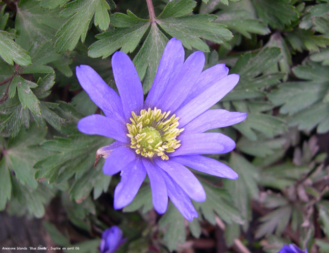 Anemone blanda 'Blue Shade'