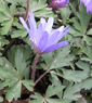 Anemone  blanda 'Blue Shade'