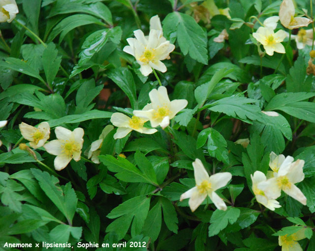 Anemone x lipsiensis