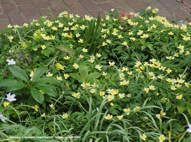 Anemone x lipsiensis