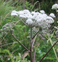 Angelica sylvestris