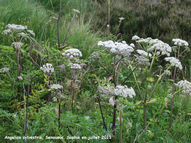 Angeliaca sylvestris