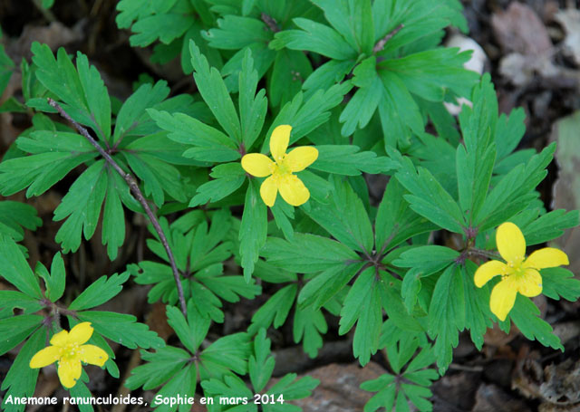 Anemone ranunculoides