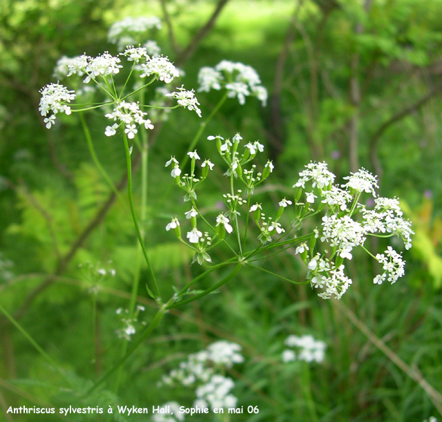 Anthriscus sylvestris