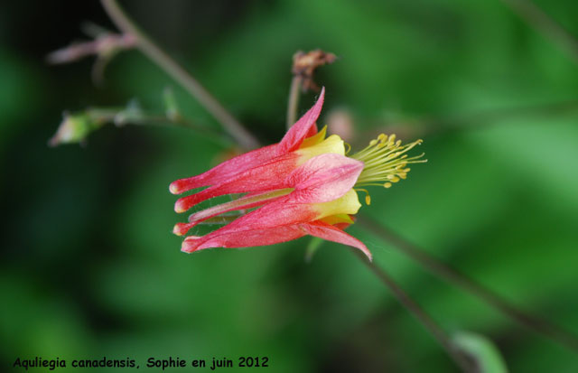 Aquilegia canadensis