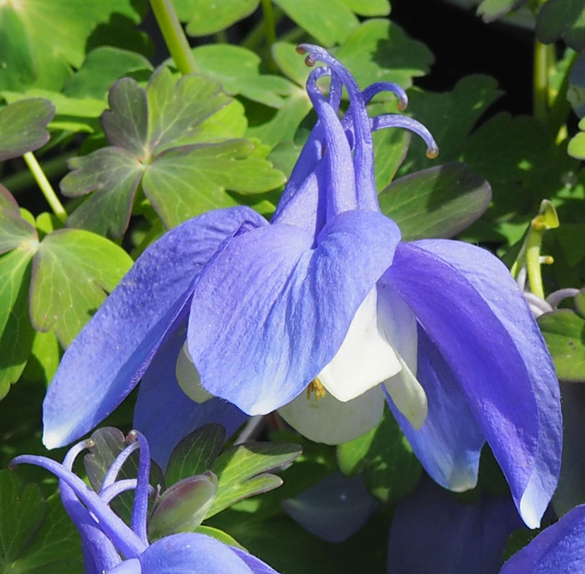 Aquilegia flabellata 'Cameo Blue'