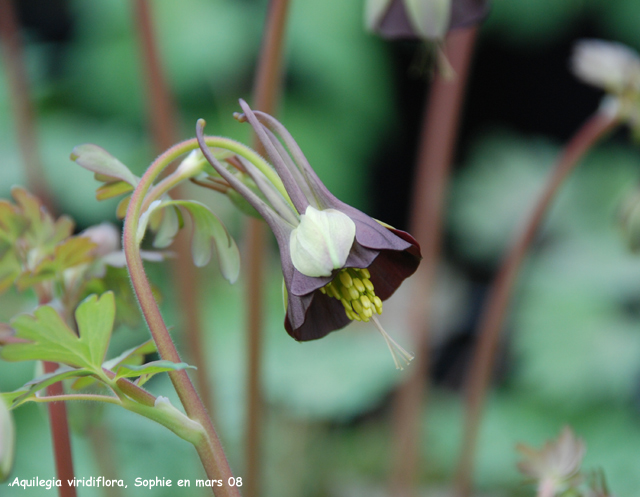 Aquilegia viridiflora