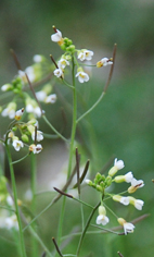 Arabidospis thaliana