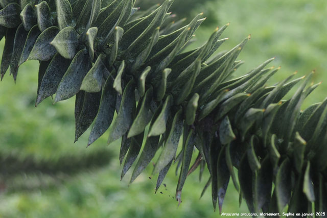 Araucaria araucana