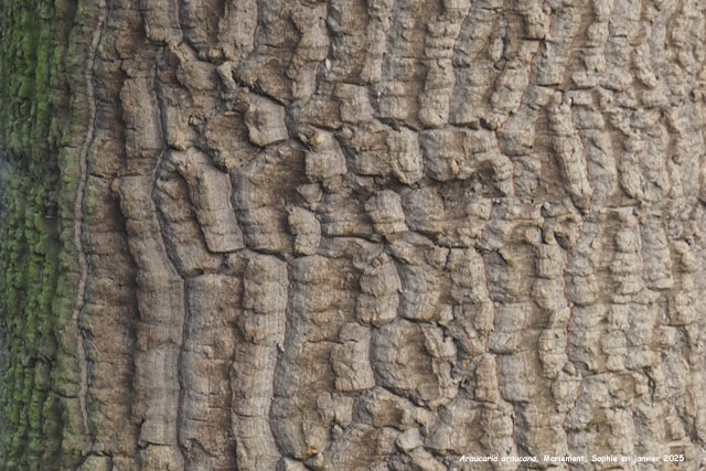 Araucaria araucana