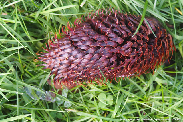Araucaria araucana