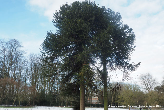 Araucaria araucana