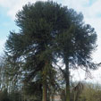 Araucaria araucana