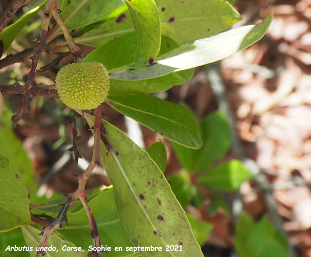 Arbutus unedo