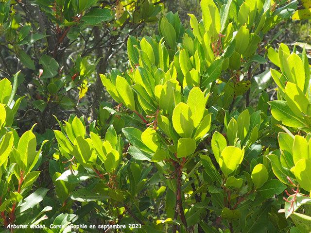 Arbutus unedo