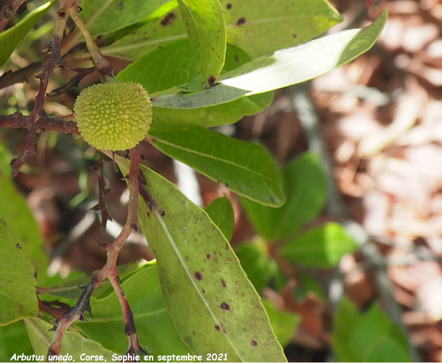 Arbutus unedo 