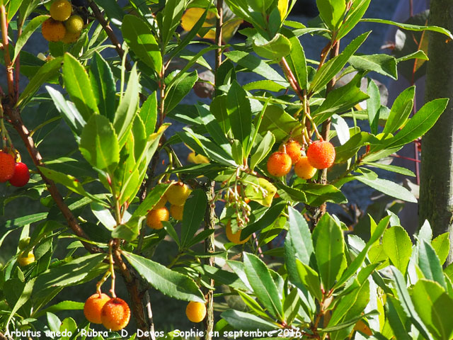 Arbutus unedo