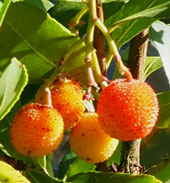 Arbutus unedo 'Rubra'