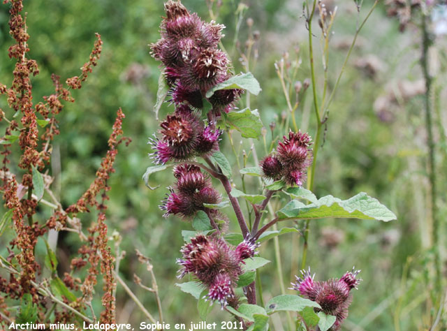 Arctium minus