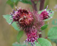 Arctium minus