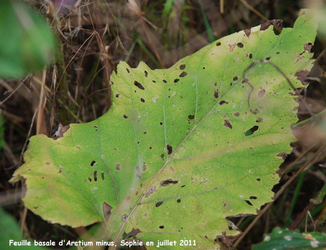 Arctium minus