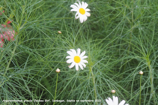 Argyranthemum gracile 'Chelsea Girl'
