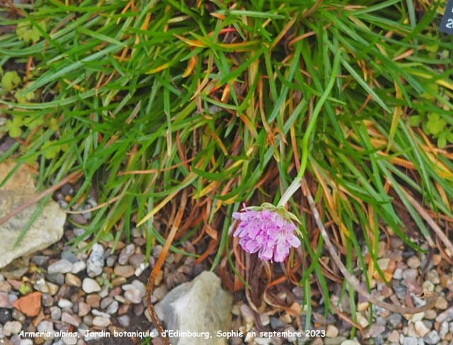 Armeria alpina
