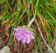 Armeria alpina