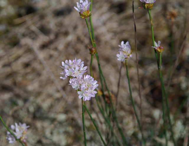 Armeria arenaria