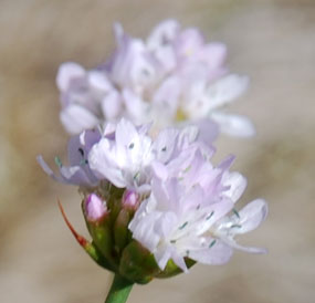 Armeria arenaria