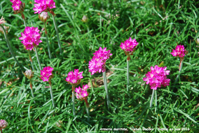 Armeria maritima