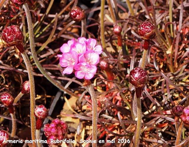 Armeria maritima 'Rubrifolia'