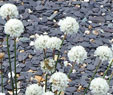 Armeria pseudarmeria 'Ballerina White'