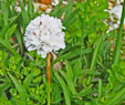 Armeria pseudarmeria 'Ballerina White'